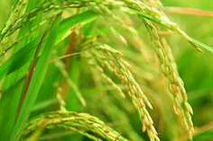 糧食重金屬檢測儀多少錢一臺？